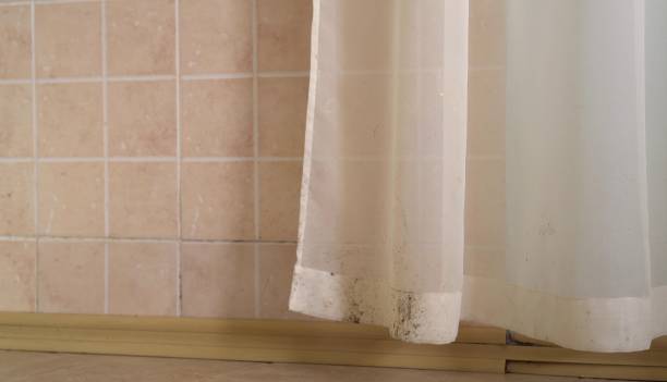  Eyota, MN Mold Removal Pros