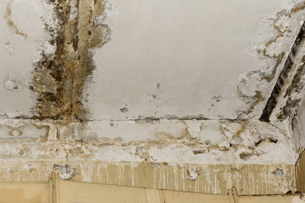 Best Biohazard Mold Removal  in Eyota, MN