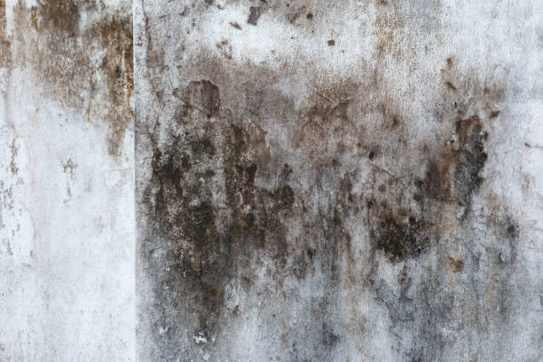 Best Residential Mold Inspection & Testing  in Eyota, MN