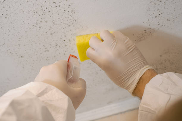 Best Environmental Consulting for Mold Prevention  in Eyota, MN